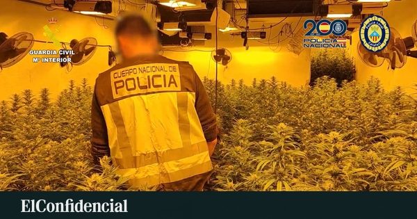 Dos detenidos tras desmantelar una plantación con 585 plantas de marihuana en Talavera de la Reina