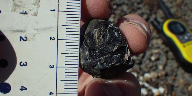Une plume retrouvée dans une crotte de dinosaure a été identifiée