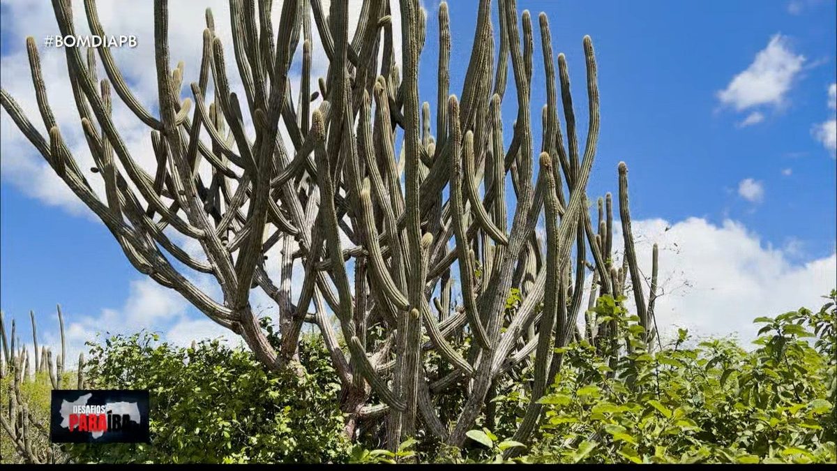 Pesquisadores e agricultores desenvolvem soluções para reduzir impactos da desertificação no semiárido da Paraíba