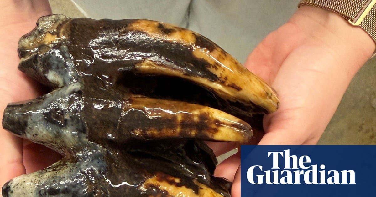 Fossilized 10,000-year-old mastodon tooth found by California scientist