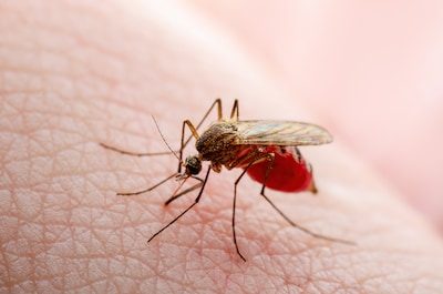 Trois morts et dix-huit personnes touchées par le virus du Nil occidental aux Pays-Bas