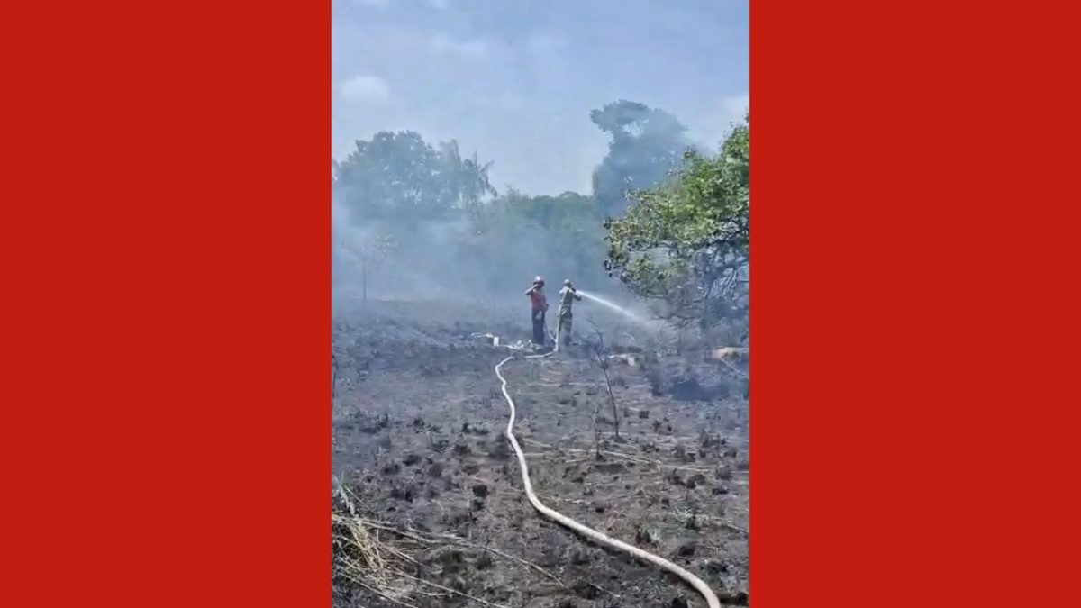 Incêndio de grandes proporções atinge área de mata em Salinópolis
