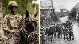 Brittiska arméns öppning: Återinför hästar i armén