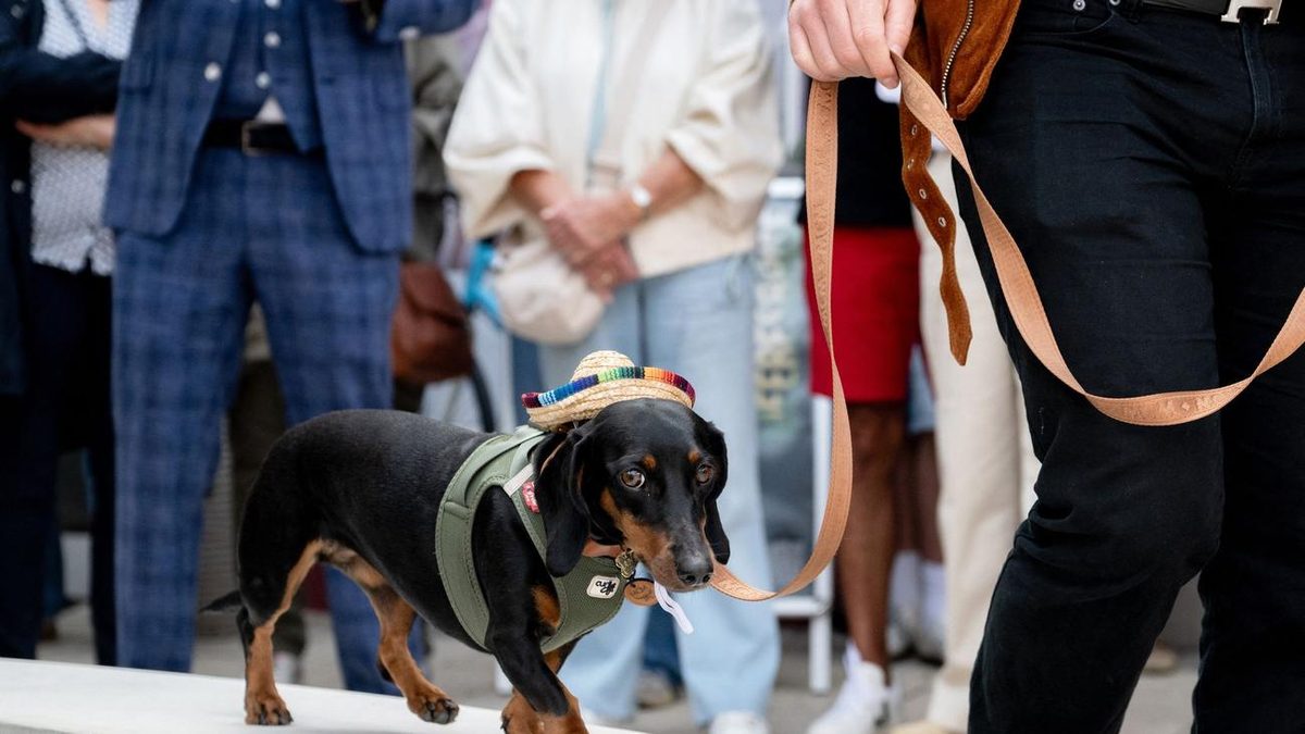 Tiere: Dackel auf dem Catwalk