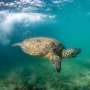 First Nations ranger knowledge reveals the threats facing NT's green turtles