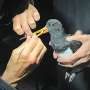 Scavenging linked to virus variety in wild birds