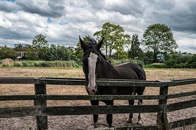 Drie arrestaties in België in internationaal onderzoek naar ongeschikte slachtpaarden