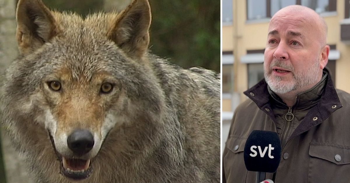Länsstyrelsen om problemvargen i Småland: ”Inte aktuellt med skyddsjakt – än”