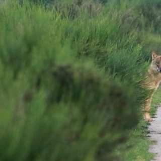 De wolf is op minder dan 40 kilometer van Amsterdam gespot: trekt het dier door naar de kust?