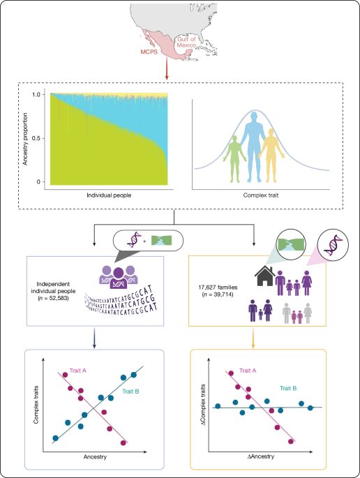 Within-family effect of ancestry on complex traits in a Mexican population