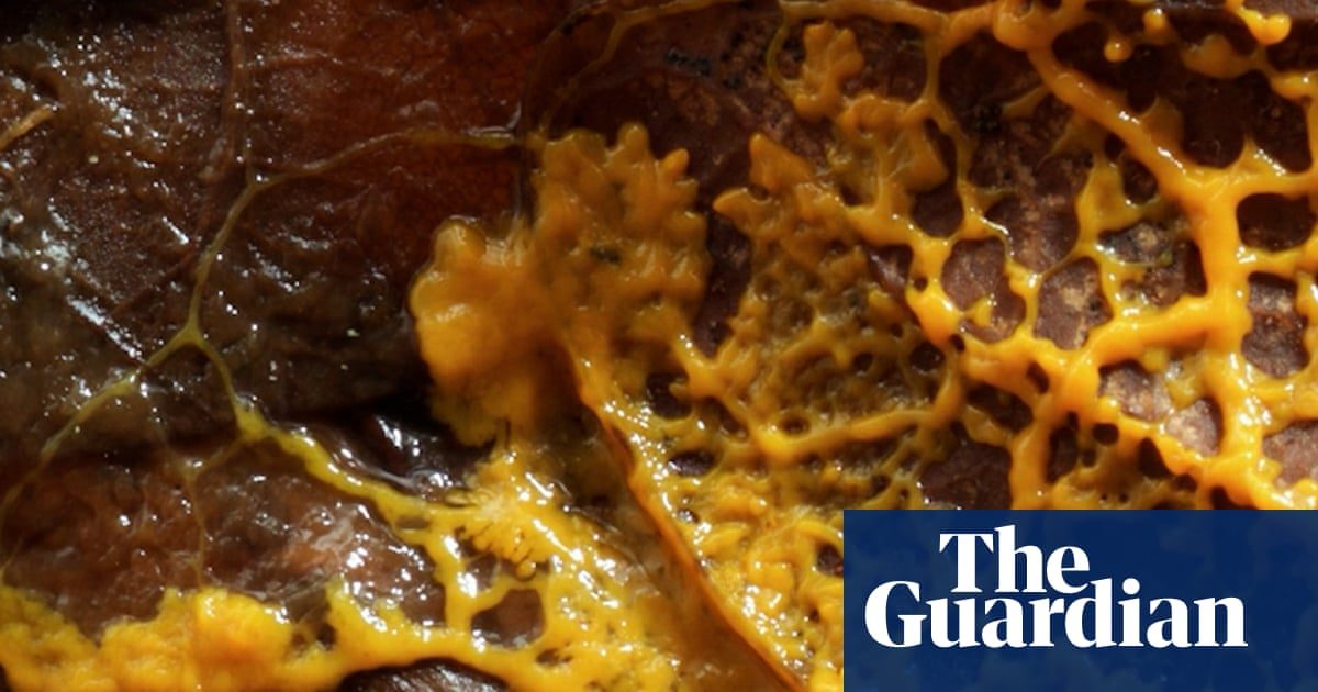 ‘This is dangerous’: slime moulds and the bitter debate over the nature of intelligence
