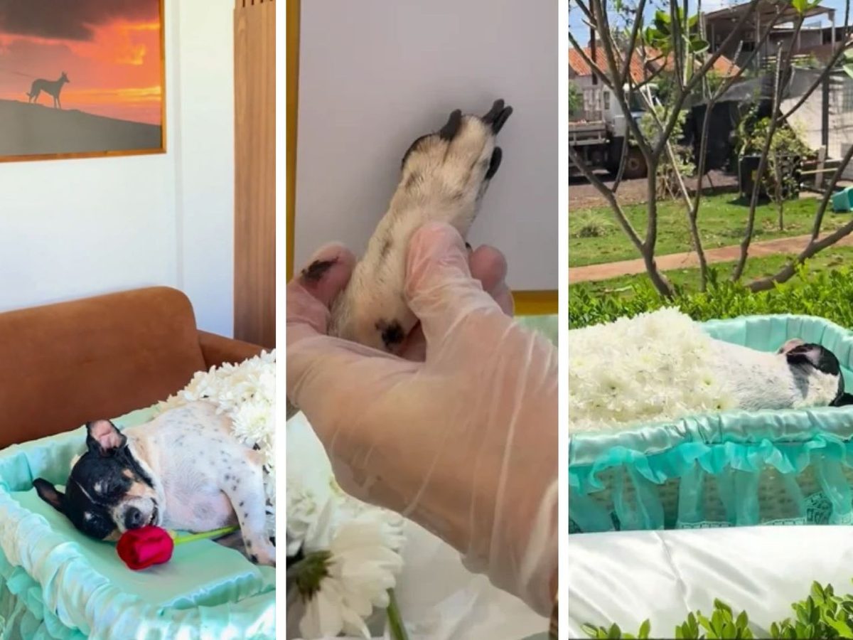 Vídeo: Cachorrinha velada ao lado de pai e filhas mortos na BR-163 é cremada em MS
