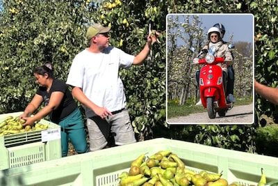Hoe gevecht met seizoenarbeiders in Limburg groter knelpunt blootlegt: “Iedereen houdt van de bloesems, niemand wil tie…