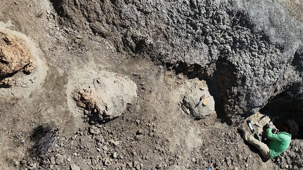 Spur eines T-Rex entdeckt – Füße so groß wie ein halber Mensch