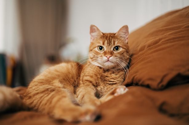 ‘Box-ticking’ consultations that saw public asked three-times about microchipping cats to be scrapped