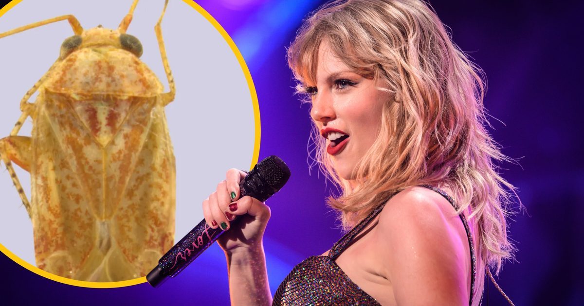 „Wprost nazywam je blondynami” – przyznaje badaczka. Przez nietypowy wygląd te owady nazwano na cześć Taylor Swift