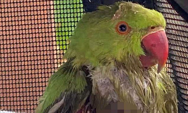 Dozens of parakeets are found dead in London park after 'being killed by catapults using sick technique called lamping'