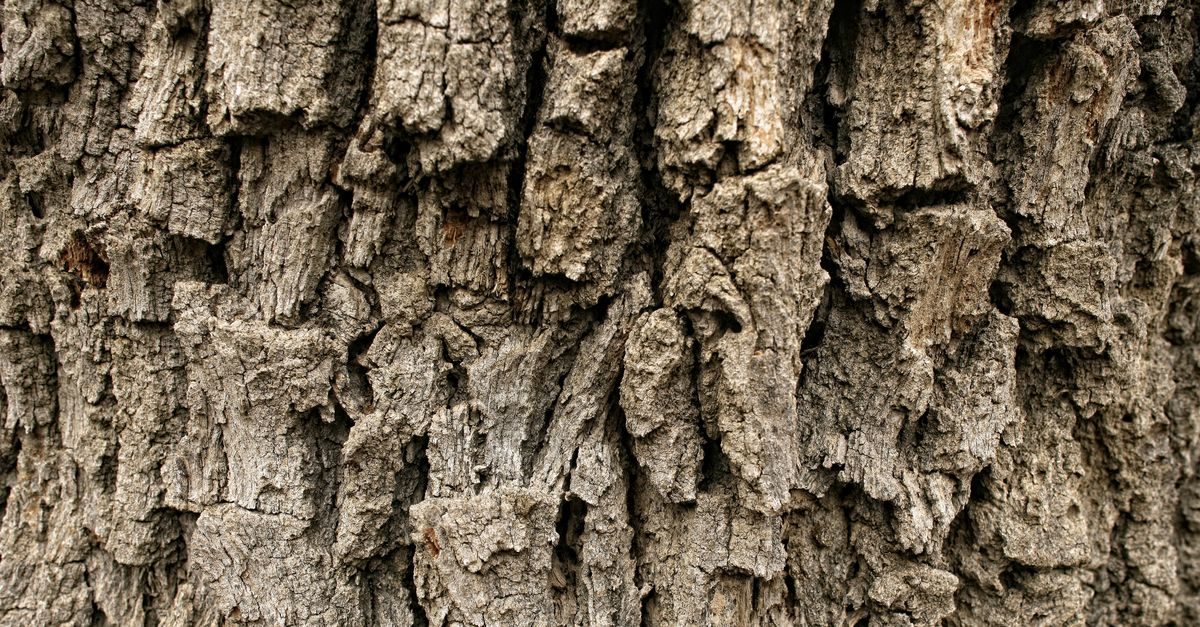 We moeten alternatieve therapiën durven gebruiken – als broccoli, niet als pil