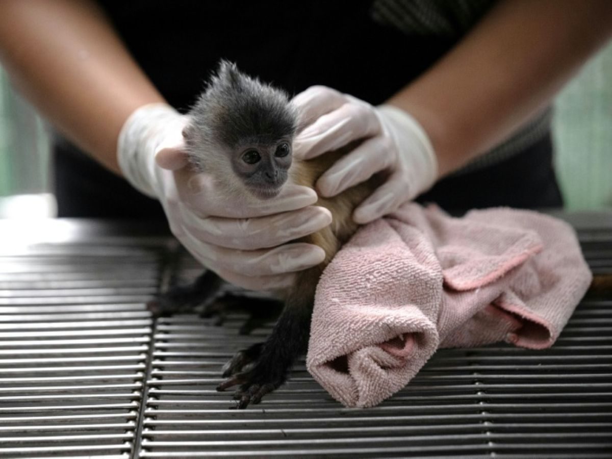 Trafic d'animaux sauvages: la Thaïlande montre les crocs