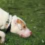 Hungry scent detection dogs more likely to 'cry wolf'