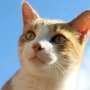 Veterinarian outlines practical steps to protect pets from bird flu