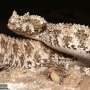 A fake spider at the tip of this snake's tail helps it lure birds: Scientists get their first look inside it
