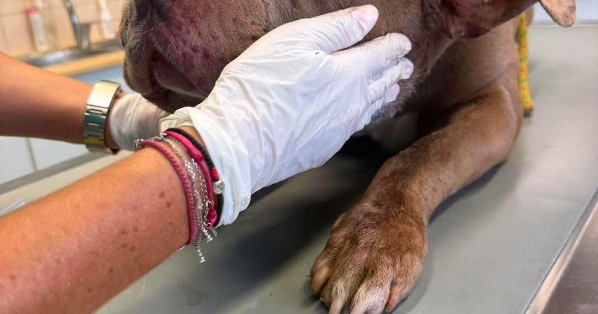 Un sursis probatoire de cinq ans octroyé à Loukas, qui a frappé son chien Zeus et sa voisine de 86 ans qui l’avait déno…