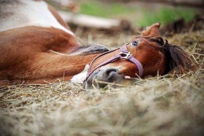 Des chevaux impropres à la consommation revendus pour la boucherie: trois Belges interpellés