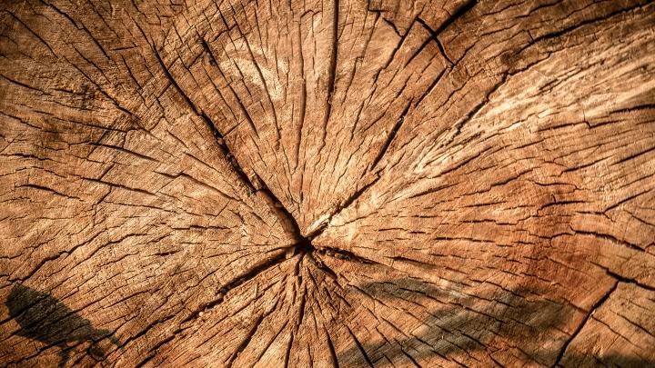 Podlaskie/ Rozstrzygnięto konkurs na koncepcję architektoniczną centrum o drewnie Xylopolis