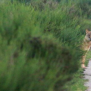 Wolf gezien in ’t Gooi: Waternet bereidt zich voor op mogelijke komst naar Waterleidingduinen