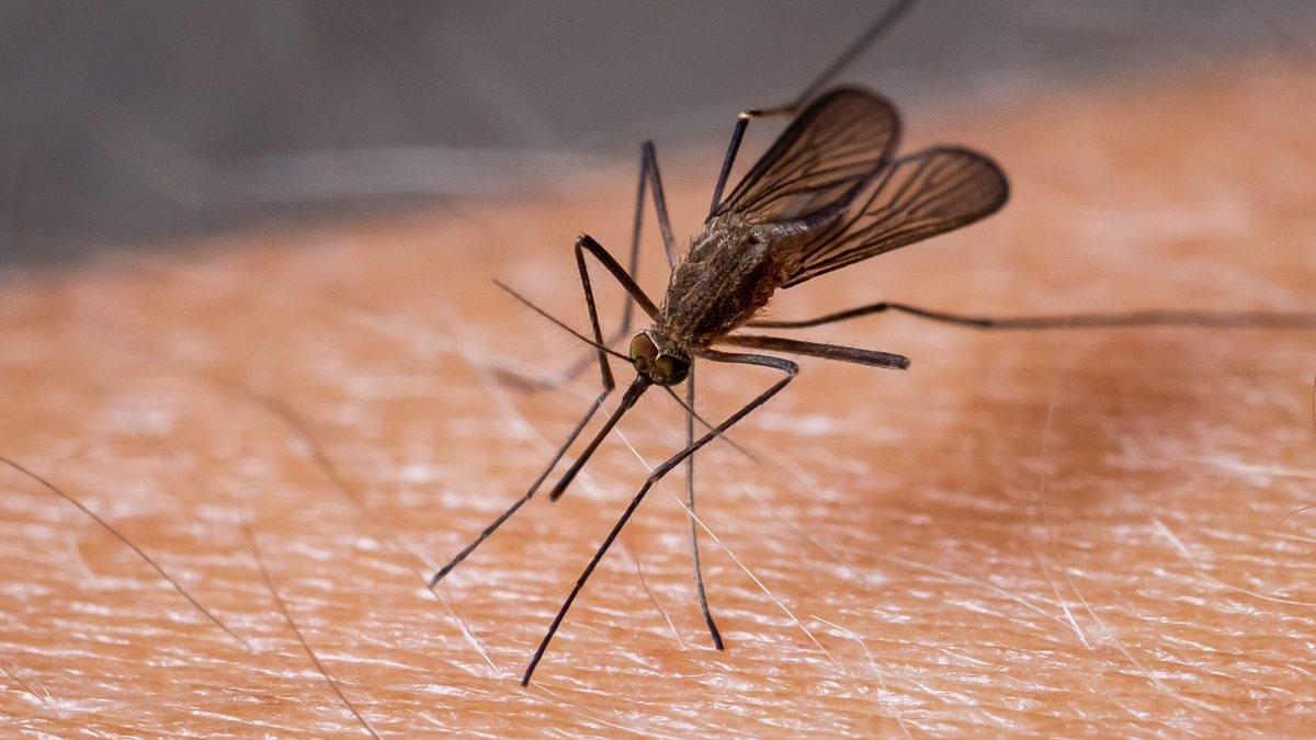 Minder muggen in zomer door droogte en hitte: toch waarschuwing voor westnijlvirus