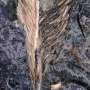A fossil feather preserved inside dinosaur poop could help explain why birds survived the mass extinction