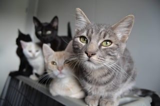 Mutuelle pour chien ou chat : est-ce vraiment utile et combien coûte cette assurance ?