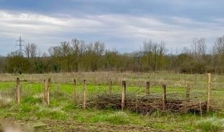 Du bois mort au service du vivant : comment aménager une haie sèche dans son jardin ?