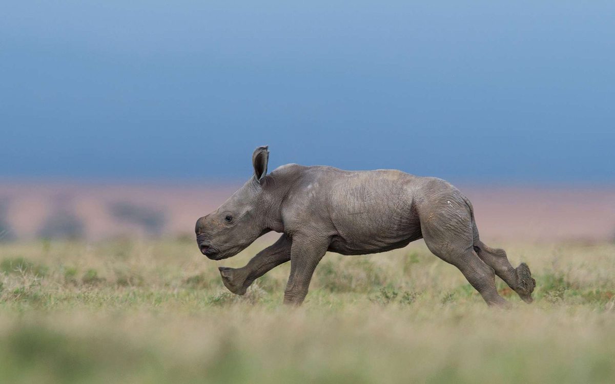 Exceptionnel : les premiers pas d’un bébé rhinocéros de quelques jours au Kenya