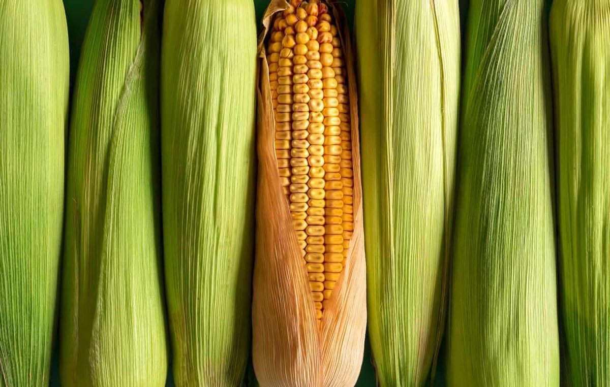 Corn Fades Lower into Fridays Close Despite USDA Yield Cut