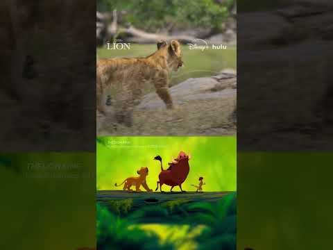 lions just chillin' like they're waiting for their next instagram photoshoot