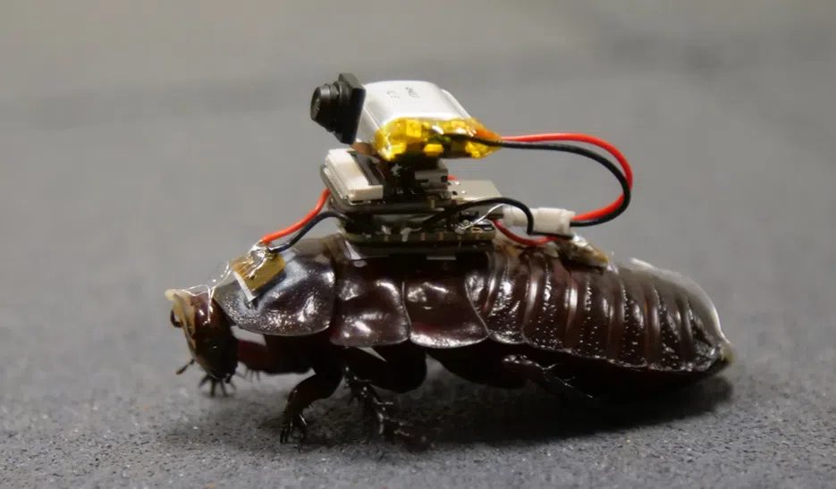 Zou jij je laten prikken door een cyborg-kakkerlak? Het zou je leven kunnen redden