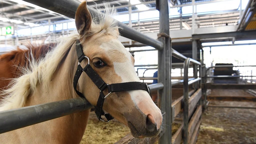 Invallen bij internationaal onderzoek naar fraude met paardenvlees