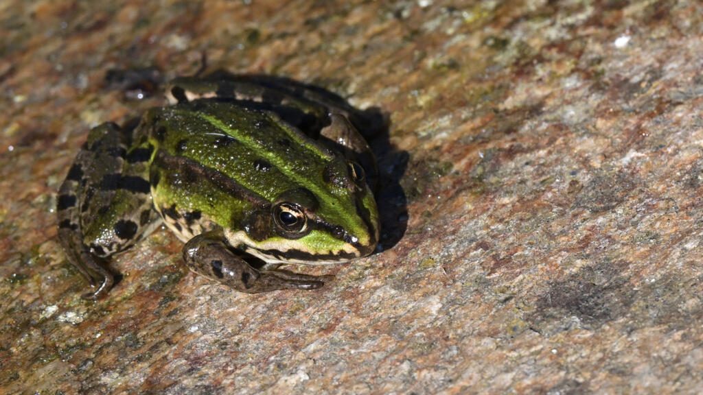 Biodiversité: en France, les amphibiens et reptiles toujours plus menacés