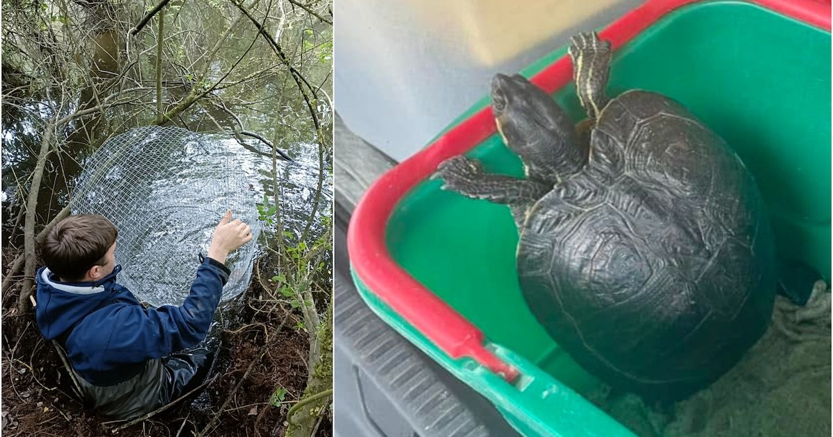Les "tortues de Floride" envahissent la nature d'une commune du Brabant Wallon : “elles détruisent énormément la biodiv…