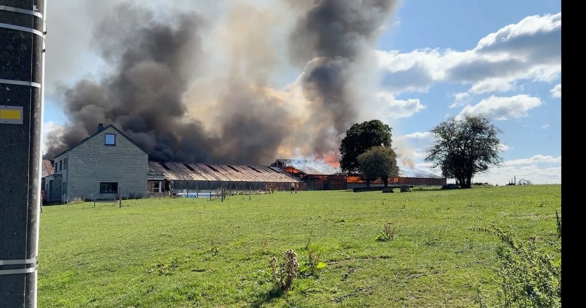 Après l'incendie à Poncelle, la ferme Lockman lance un appel d'urgence pour sauver ses 250 limousines : "Chaque aide pe…