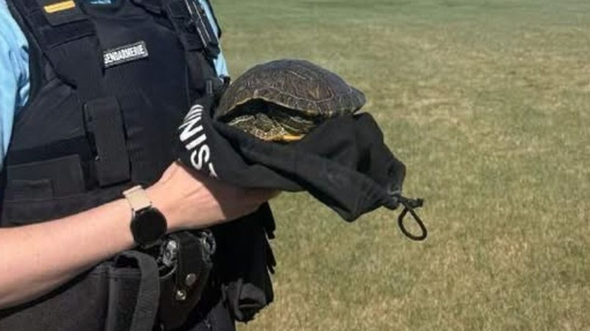 « Une interpellation peu ordinaire » : avec humour, des gendarmes de la Manche racontent avoir placé une tortue exotiqu…
