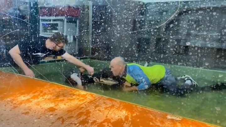 A visitor saved an alligator keeper during an attack at the zoo.