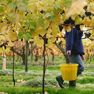 Geen champagne, wel ‘English fizz’: ‘In een koel klimaat is schuimwijn voor de hand liggend’