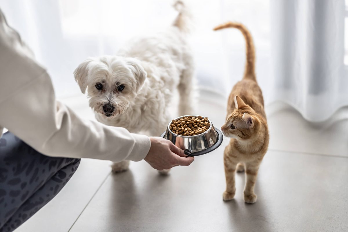 Morgan Stanley delivers blunt message to America’s pet owners