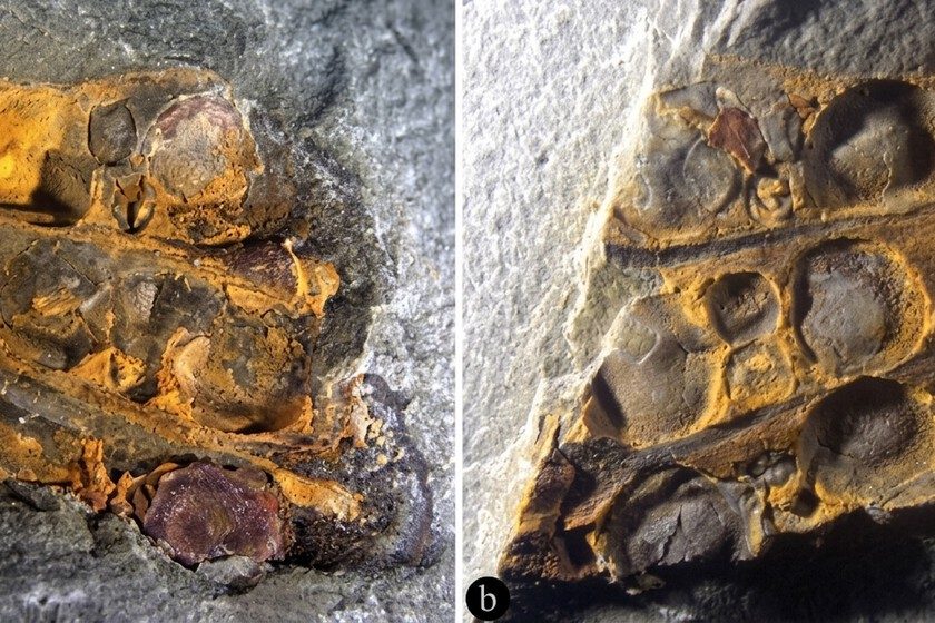Una flor adelantada a su tiempo: hallan en China un fósil de 295 millones de años que sitúa a los frutos antes que los…