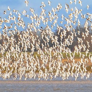 Onderzoekers slaan alarm over trekvogels: ‘Dit raakt ook Nederland’