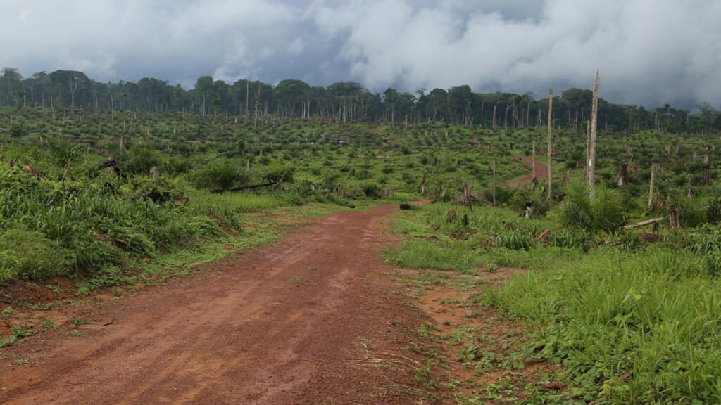 RDC: la Cour des comptes épingle des «projets fictifs» de reboisement et la gestion du Fonds forestier national