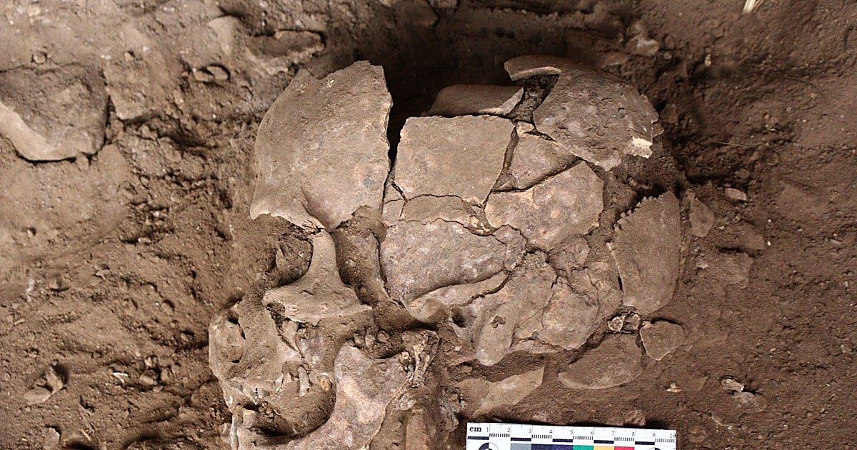 Chupar nueces estimulantes, el primer colocón de la humanidad hace 25.000 años